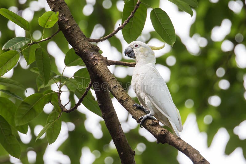 Geel-kuifkaketoe die (Cacatua-sulphurea) op boom neerstrijken stock afbeeldingen Geel-kuifkaketoe die (Cacatua-sulphurea) op boom neerstrijken stock afbeeldingen