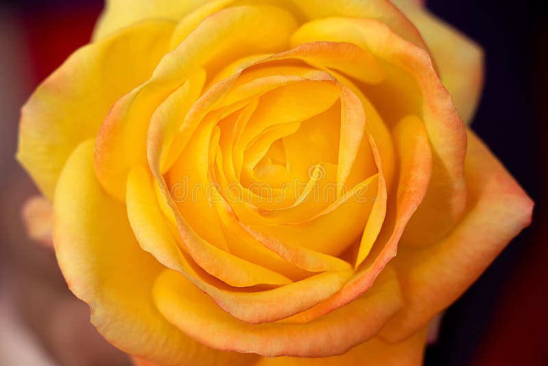 Geel nam close-up hoogste mening toe stock foto's Geel nam close-up hoogste mening toe stock foto's