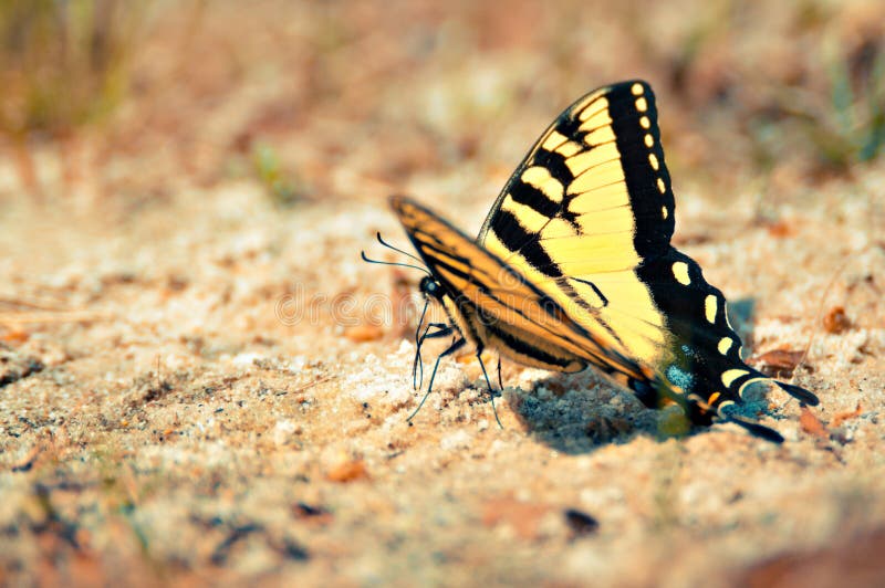 Geel Oostelijk Tiger Swallowtail Butterfly Landed op Sandy Beach royalty-vrije stock afbeeldingen Geel Oostelijk Tiger Swallowtail Butterfly Landed op Sandy Beach royalty-vrije stock afbeeldingen