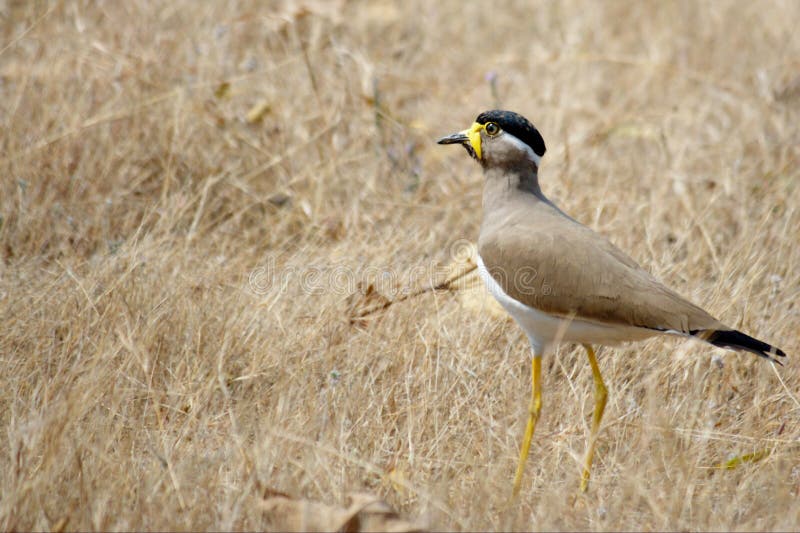 Geel wattled kievit stock afbeelding Geel wattled kievit stock afbeelding