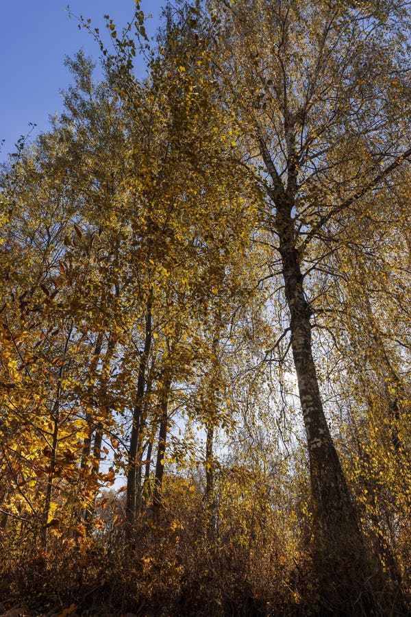 Geel wordend berkenblad in de herfst tegen de achtergrond van de royalty-vrije stock foto's