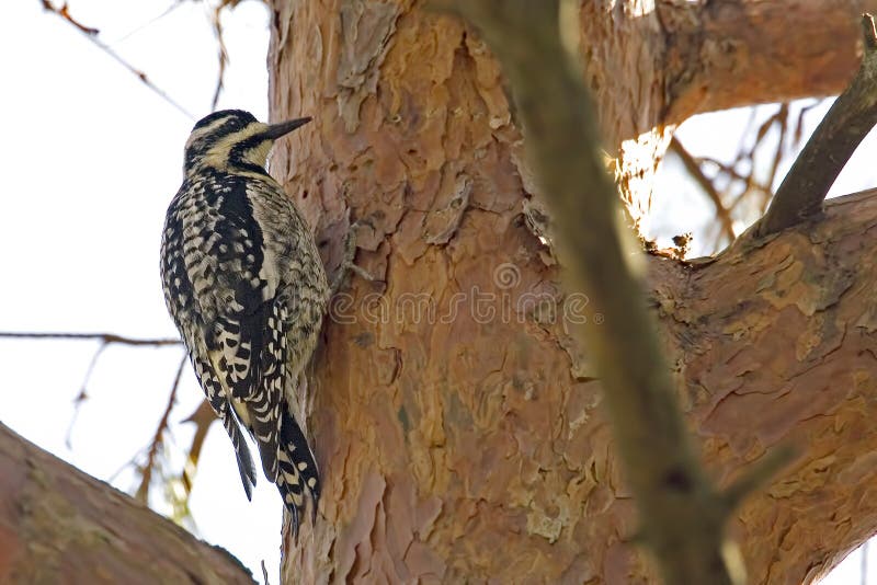 Geelbuiksphyrapicus varius in een boom royalty-vrije stock fotografie
