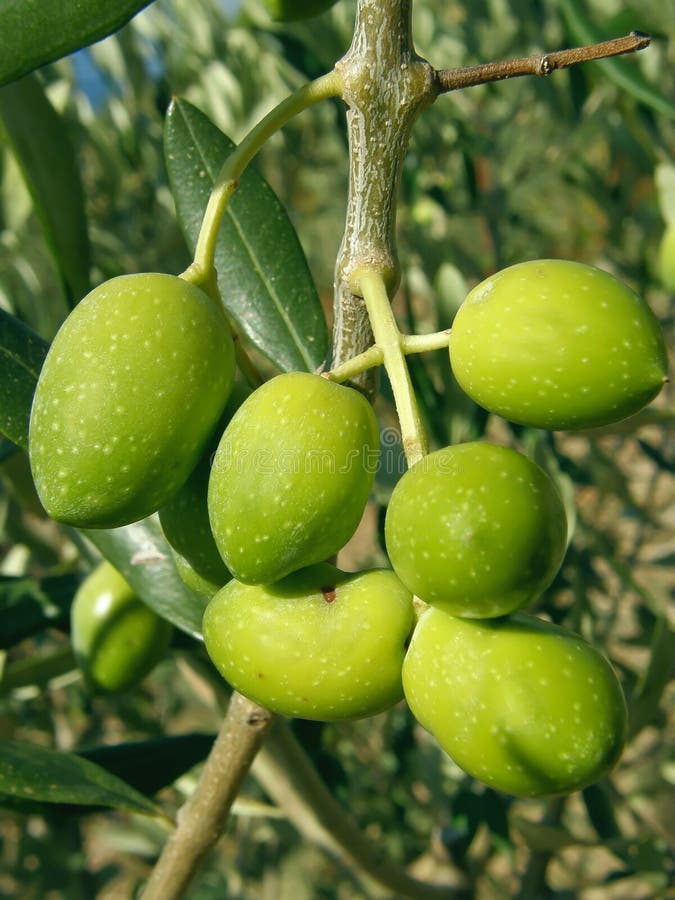 Geelgroene olijven in aard