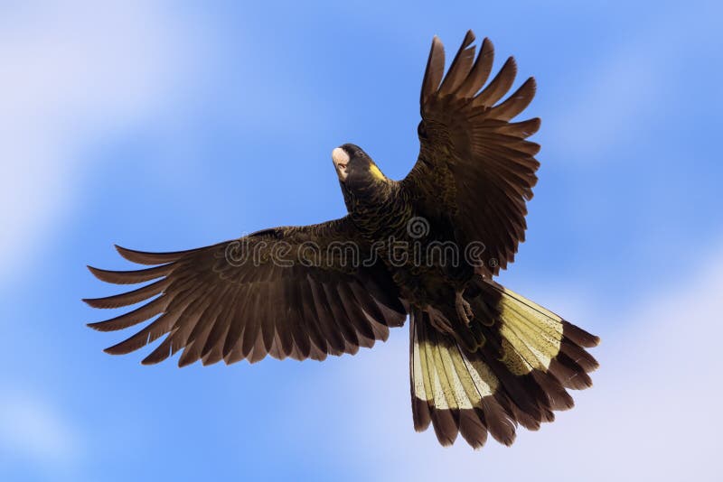 A Yellow-tailed Black-Cockatoo Calyptorhynchus funereus Cacatuidae in the air with its wings opened. The Yellow-tailed Black-Cockatoo is a large cockatoo. It is easily identified by its mostly black plumage, with most body feathers edged with yellow, not visible at a distance. It has a yellow cheek patch and yellow panels on the tail. The female has a larger yellow cheek patch, pale grey eye-ring pink in males, white upper bill grey-black in males and black marks in the yellow tail panels. Young birds resemble the adult female, but young males have a smaller cheek patch. A Yellow-tailed Black-Cockatoo Calyptorhynchus funereus Cacatuidae in the air with its wings opened. The Yellow-tailed Black-Cockatoo is a large cockatoo. It is easily identified by its mostly black plumage, with most body feathers edged with yellow, not visible at a distance. It has a yellow cheek patch and yellow panels on the tail. The female has a larger yellow cheek patch, pale grey eye-ring pink in males, white upper bill grey-black in males and black marks in the yellow tail panels. Young birds resemble the adult female, but young males have a smaller cheek patch.