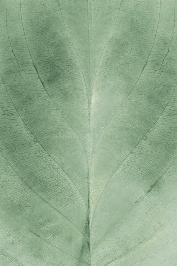 Geen blue leaf texture stock photo. Image of blue, spring - 108118158