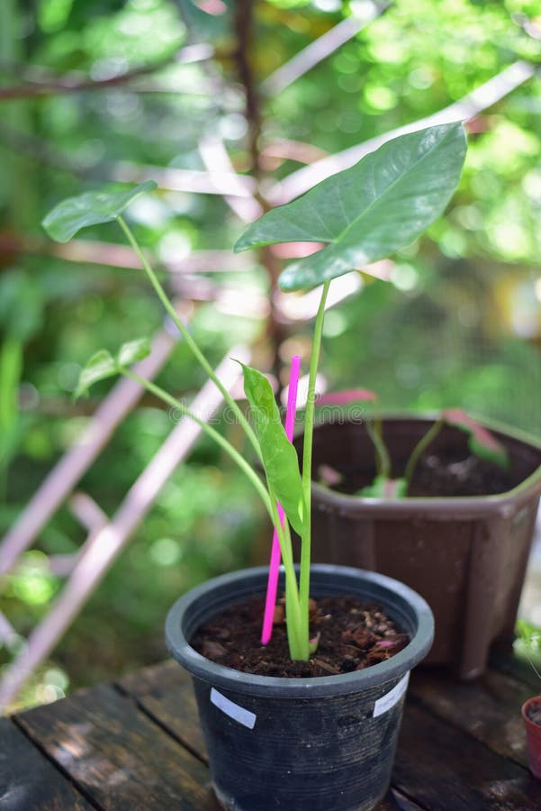 Green plants in nature royalty free stock image