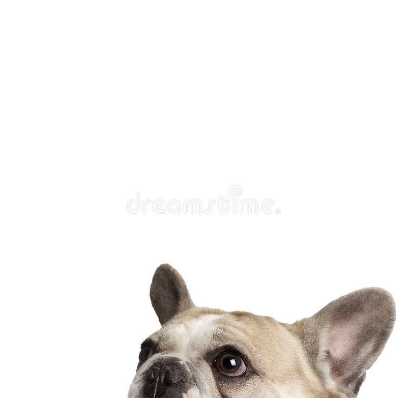 Geerntete Ansicht der französischen Bulldogge, Studioschuß lizenzfreies stockfoto