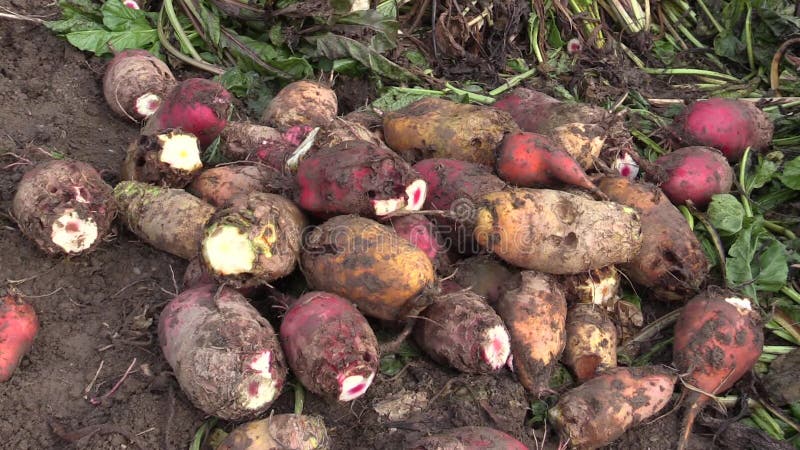 Geerntete Rote-Bete-Wurzeln gemeiner Betavar rapacea auf Stapeldetail Zufuhr der hohen Qualität für Vieh, Schweine, Schafe und an