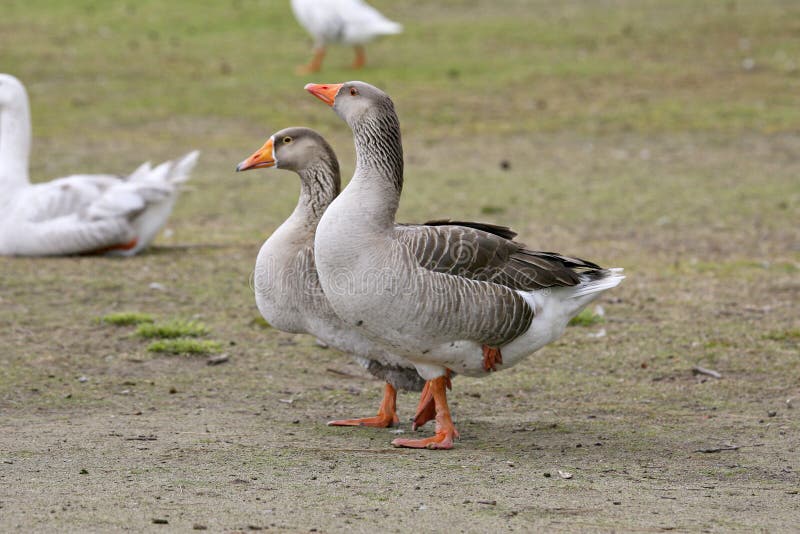 Geese