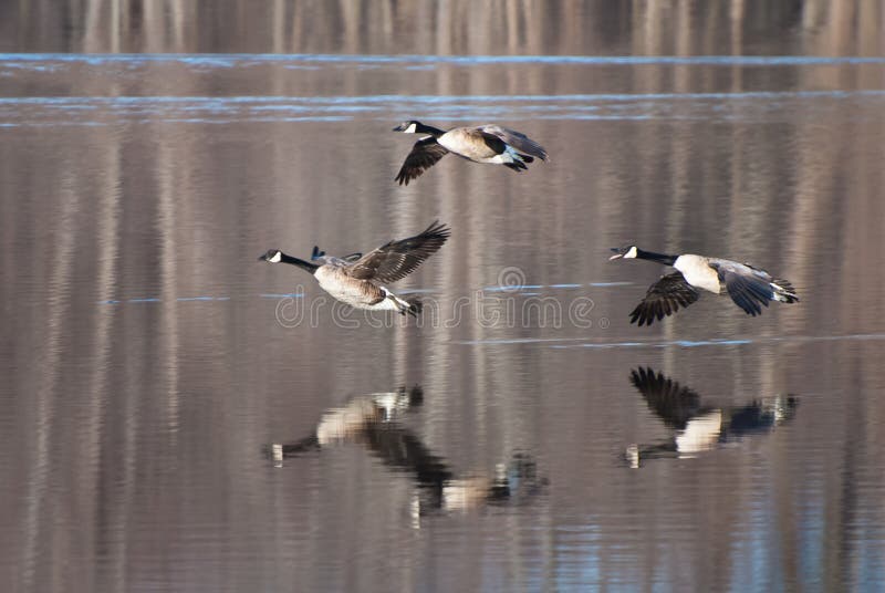 Geese Coming in for a Landing
