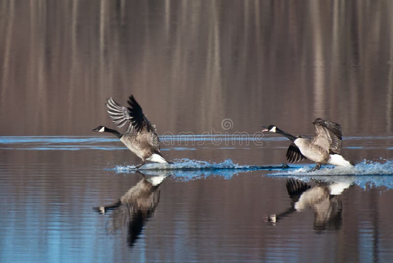 Geese Coming in for a Landing