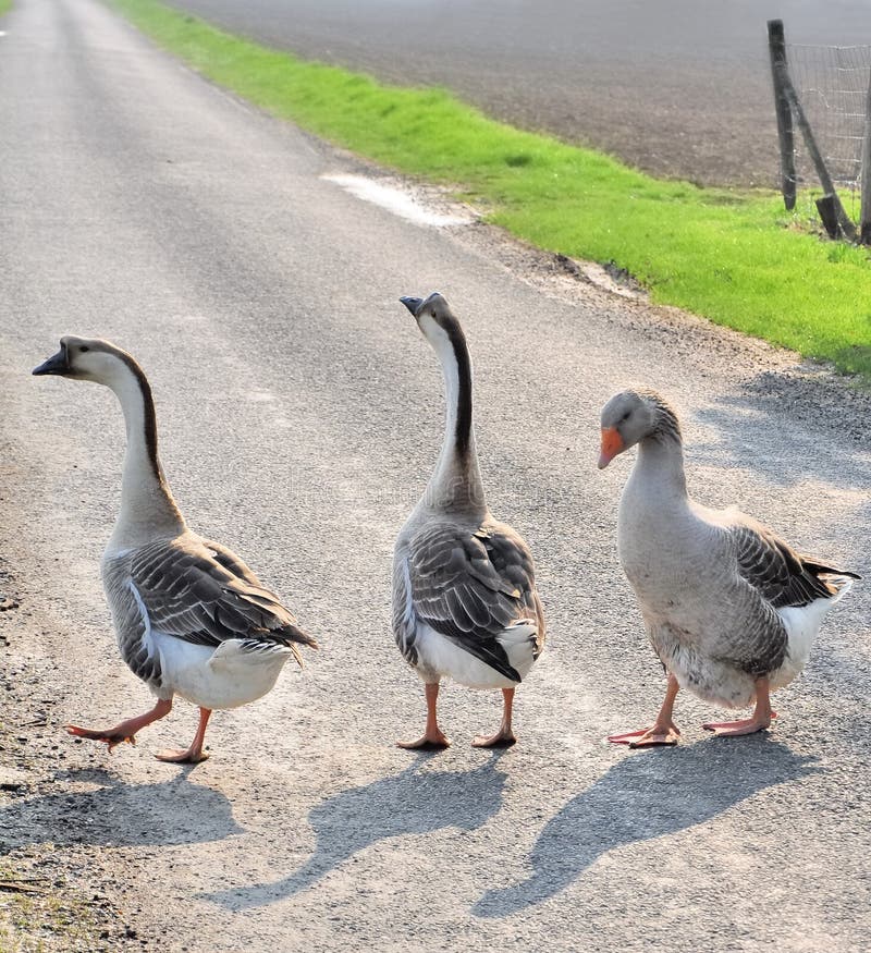 Geese on a country road