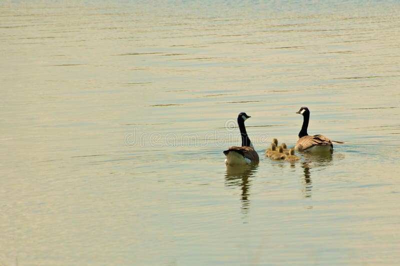 Geese Family