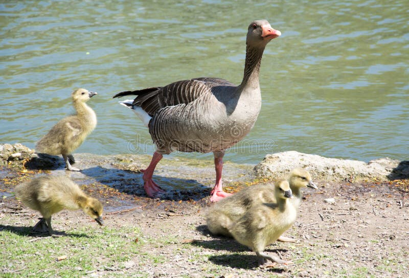 Geese family royalty free stock photos Geese family royalty free stock photos