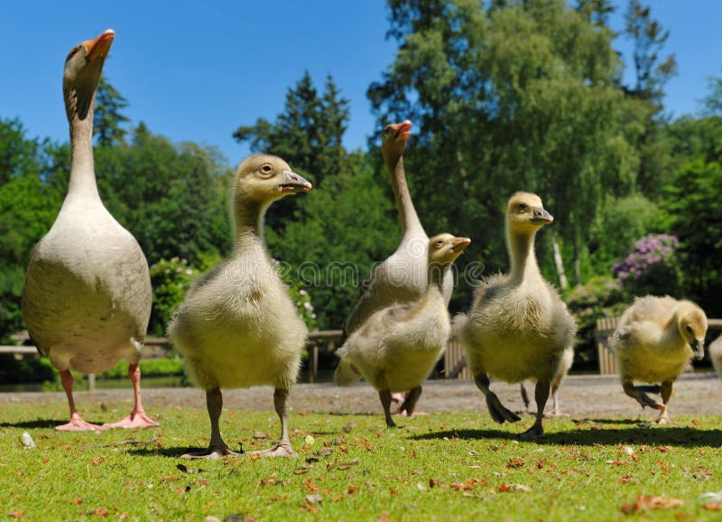 Geese family in spring