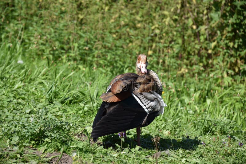 Geese stock photo. Image of bird, eating, nature, crumbs 100385190