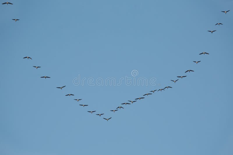 Geese Flying in Formation stock image. Image of flight - 71456225