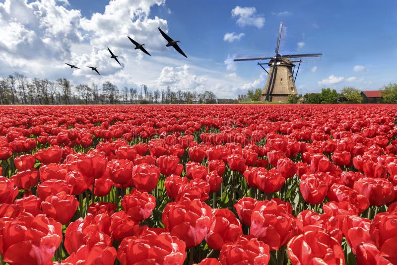 Egypteschen Gänsen Fléien Eriwwer endlos tulp während fréijoer an tulpen bléien saison An holland.