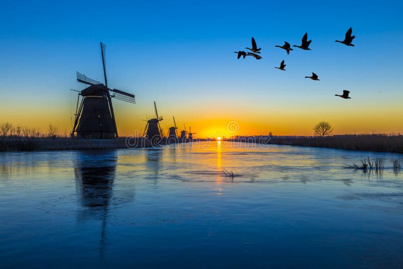 Husy letící přes krásné holandské východ a zmrazené UNESCO větrné mlýny zarovnání na Kinderdijk v Nizozemsku.