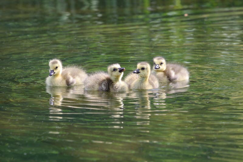 Geese Goslings Swimming in Water