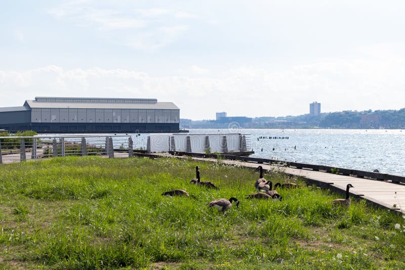 Geese along the Hudson River Riverfront at Riverside Park South in Lincoln Square New York during Summer