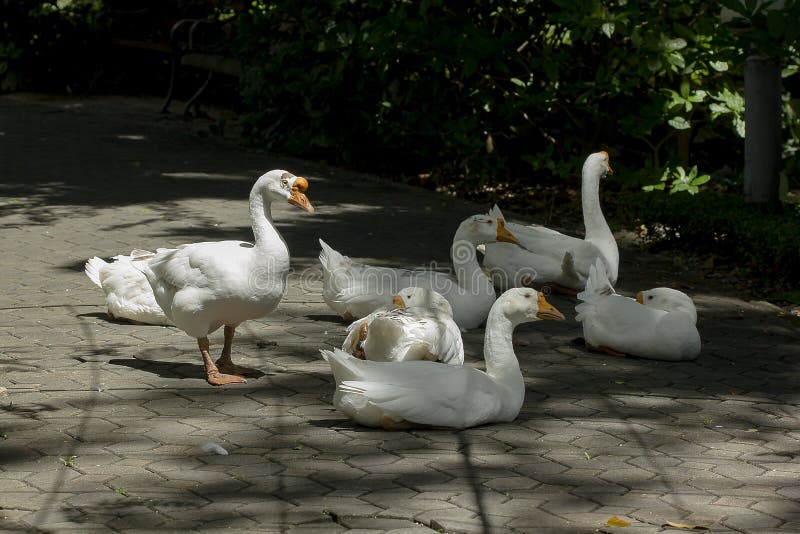 Geese are on the Ground Under Shade Trees. Stock Image Image of cute