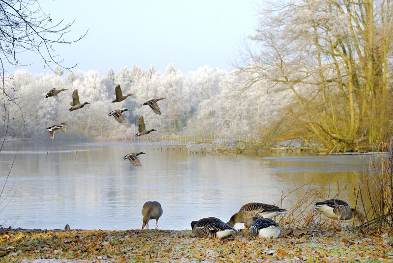 Geese on lake