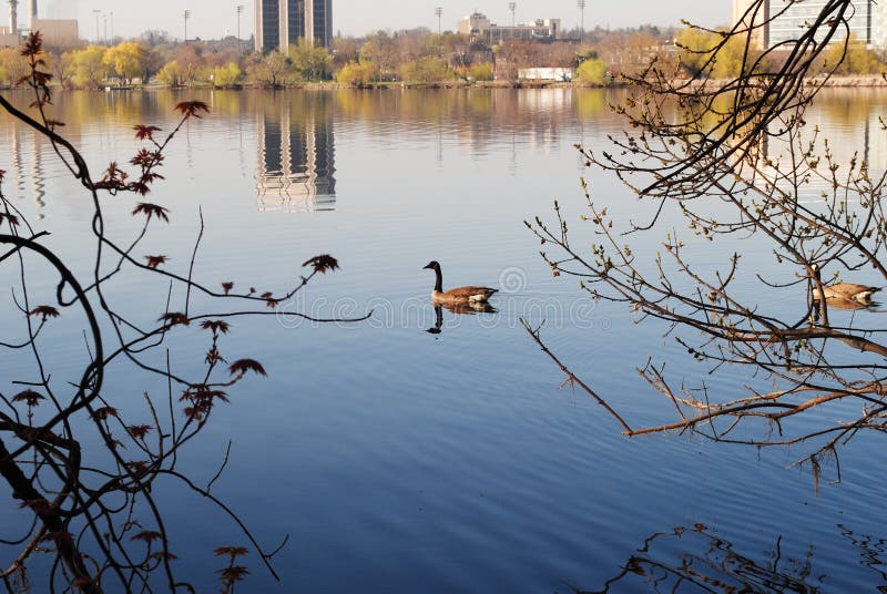 Geese on Lake Mendota