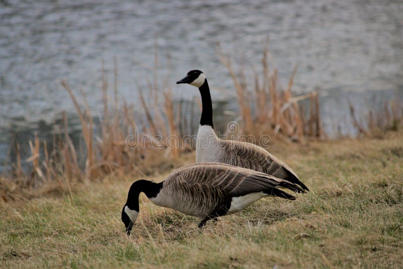 Geese in the Park