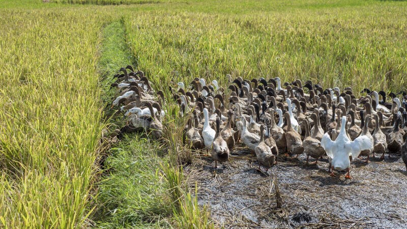 Geese in a rice field in the Philippines.