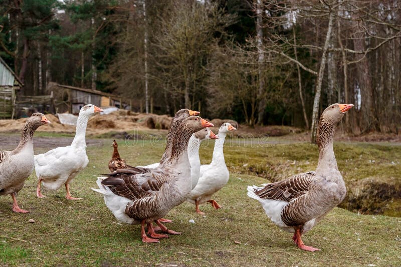 Geese in a rural yard stock photo. Image of farming 115719914