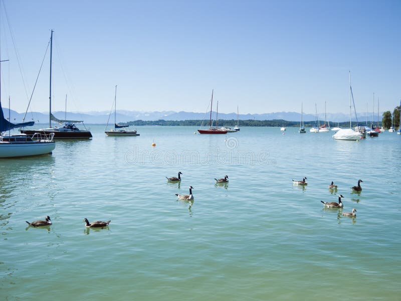 Geese at Starnberg lake