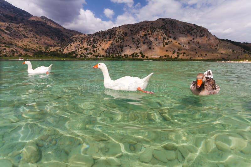 Geese on the surface of lake Kournas at island Crete, Greece. Lake Kournas is a freshwater lake on the island of Crete. stock photos Geese on the surface of lake Kournas at island Crete, Greece. Lake Kournas is a freshwater lake on the island of Crete. stock photos