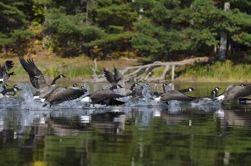 Geese Taking Off