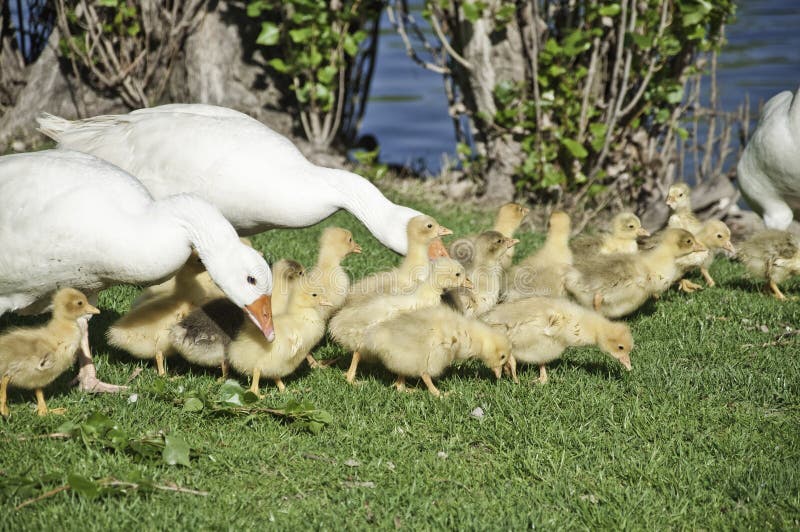 Geese with their offspring