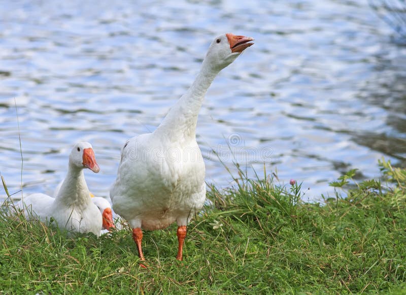 White Geese and Ducks Swim and Dive in the Pond Stock Image Image of