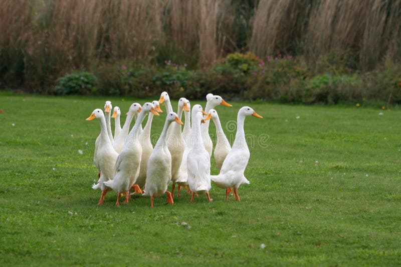 wandering geese strahan