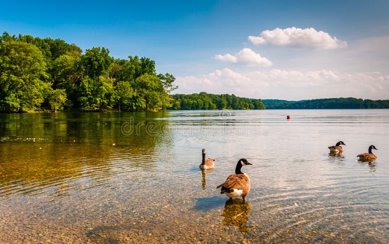 Geese in the water at Loch Raven Reservoir, near Towson, Maryland.