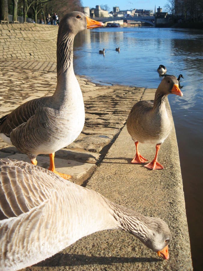 Geese in York, England.