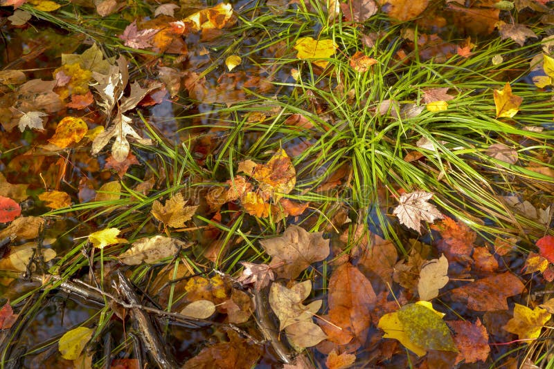 Gefallene Blätter auf Waldboden stockfotografie Gefallene Blätter auf Waldboden stockfotografie