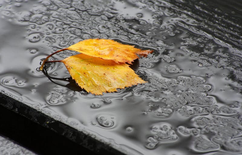 Gefallene Blätter im Regen