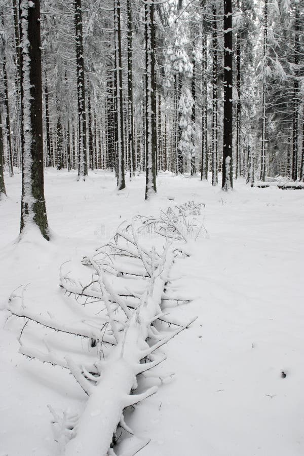 Fallen spruce in the winter forest. Fallen spruce in the winter forest.