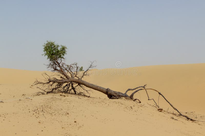 Gefallener Baum mit herausgestellten Wurzeln und grüner Spitze in der Wüste