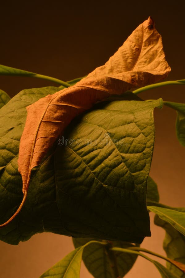 Gefallenes Avocadoblatt, das auf einer lebenden Pflanze ruht. Getrocknetes Avocadoblatt, das die Wiedergeburt und die Regeneration des Lebens darstellt