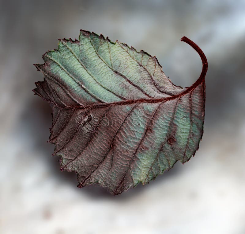 Gefallenes Blatt lizenzfreies stockbild Gefallenes Blatt lizenzfreies stockbild