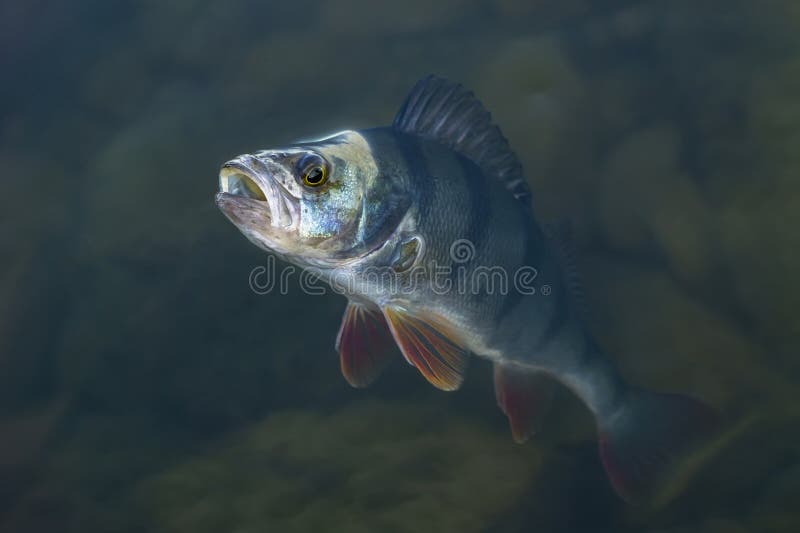 Gefangene Stangenfischtroph?e im Wasser Fischenhintergrund lizenzfreies stockbild Gefangene Stangenfischtroph?e im Wasser Fischenhintergrund lizenzfreies stockbild