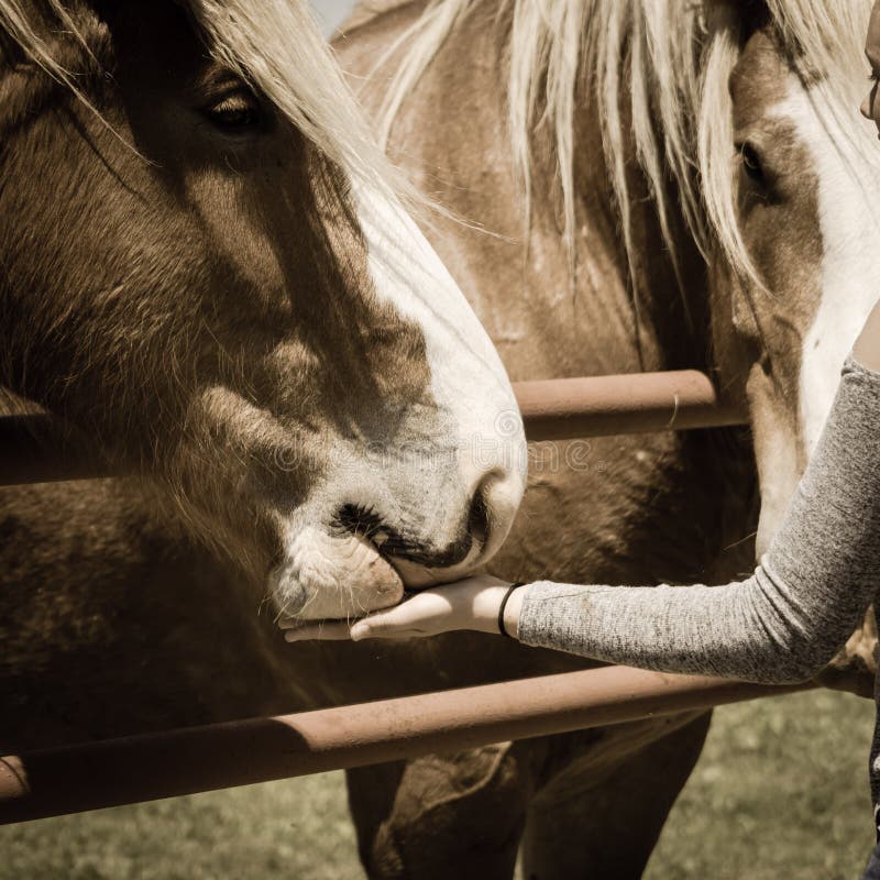 Gefiltreerde beeld vrouwelijke hand die Belgisch Zwaar Paard voedt bij landbouwbedrijf in Noord-Texas, Amerika stock afbeelding Gefiltreerde beeld vrouwelijke hand die Belgisch Zwaar Paard voedt bij landbouwbedrijf in Noord-Texas, Amerika stock afbeelding