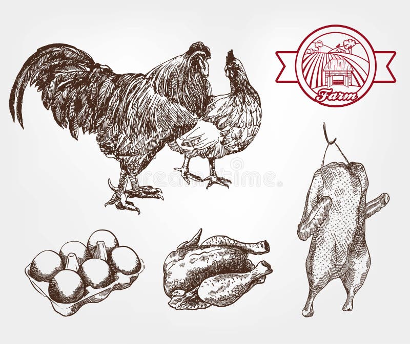 Poultry breeding. set of sketches made by hand. Poultry breeding. set of sketches made by hand