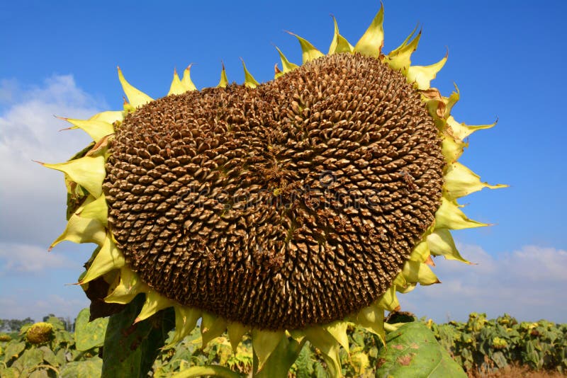 Geformte Sonnenblume des Herzens lizenzfreie stockfotos Geformte Sonnenblume des Herzens lizenzfreie stockfotos