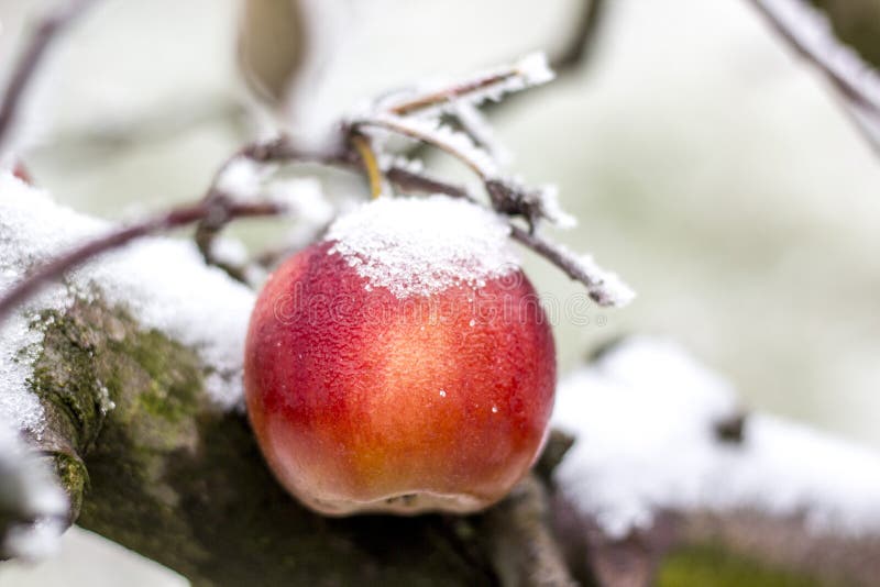 Ein Fauler Apfel Wiegt Auf Einem Baum Stockfoto - Bild von beschädigung